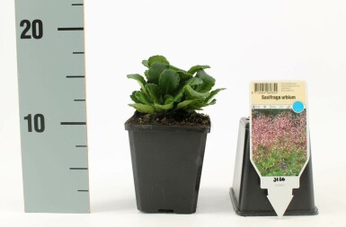 Schildersverdriet Saxifraga urbium 5-10 Pot P9 Saxifraga urbium