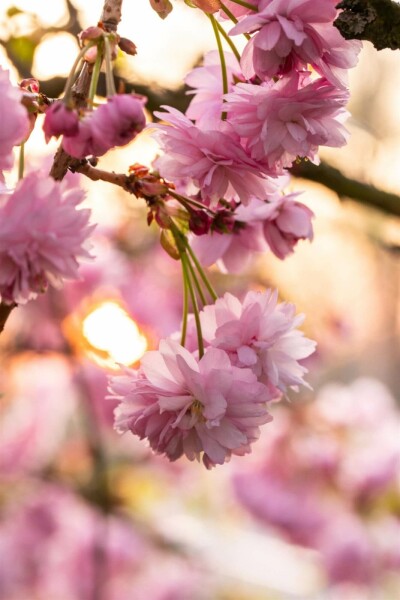 Prunus serrulata 'Kanzan' C10 100-125