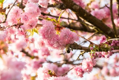 Prunus serrulata 'Kanzan' C10 100-125