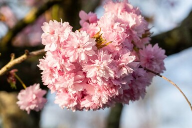 Prunus serrulata 'Kanzan' C10 100-125
