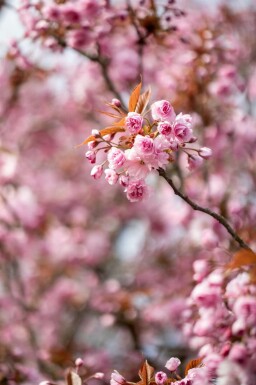 Prunus serrulata 'Kanzan' C10 100-125