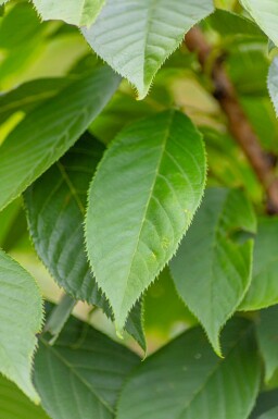 Prunus serrulata 'Kanzan' C10 100-125