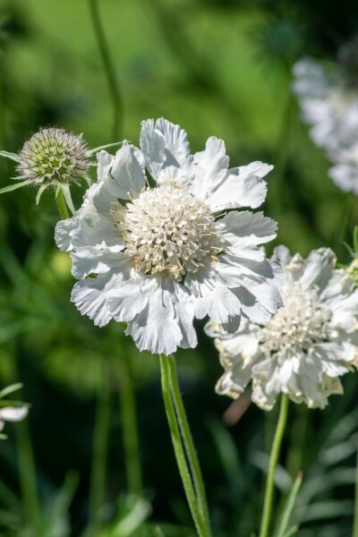 Kaukasisch duifkruid Scabiosa caucasica 'Perfecta Alba' 5-10 Pot P9 Scabiosa caucasica 'Perfecta Alba'