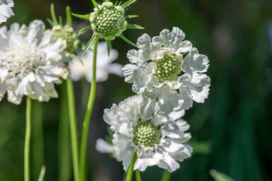 Kaukasisch duifkruid Scabiosa caucasica 'Perfecta Alba' 5-10 Pot P9 Scabiosa caucasica 'Perfecta Alba'