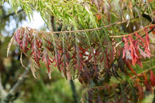 Rhus typhina 'Tiger Eyes' C10 60-80