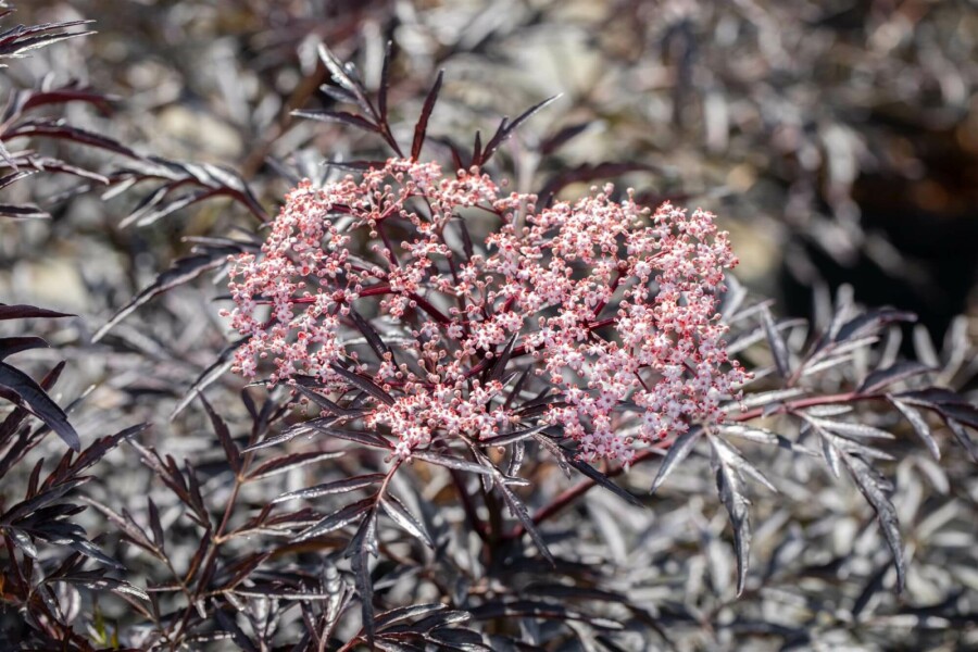 Zwarte vlier Sambucus nigra 'Black Lace' struik 40-60 C3 Sambucus nigra 'Black Lace' struik 40-60 cm