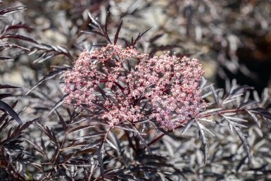 Sambucus nigra 'Black Lace' C2,5 20-30