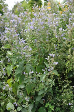 Glidkruid Scutellaria incana 5-10 Pot P9 Scutellaria incana
