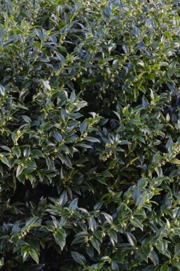 Sarcococca confusa C5 30-40