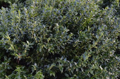 Sarcococca confusa C5 30-40
