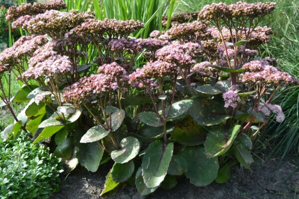 Vetkruid Sedum 'Matrona' 5-10 Pot P9