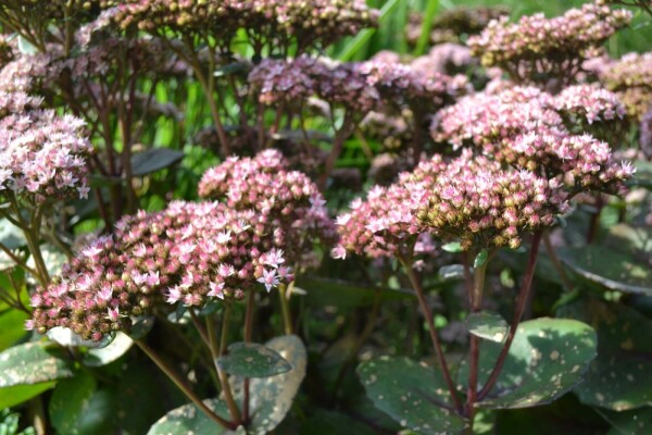 Vetkruid Sedum 'Matrona' 5-10 Pot P9