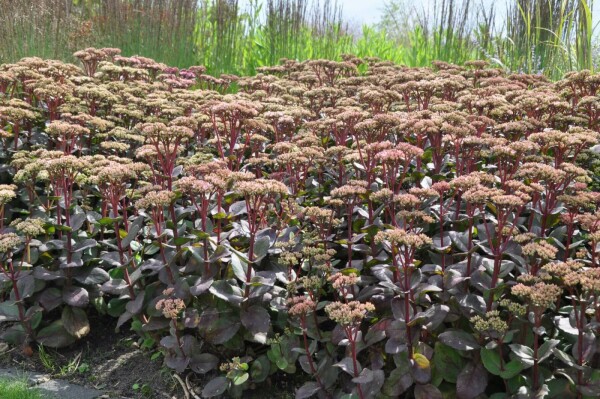 Vetkruid Sedum 'Matrona' 5-10 Pot P9