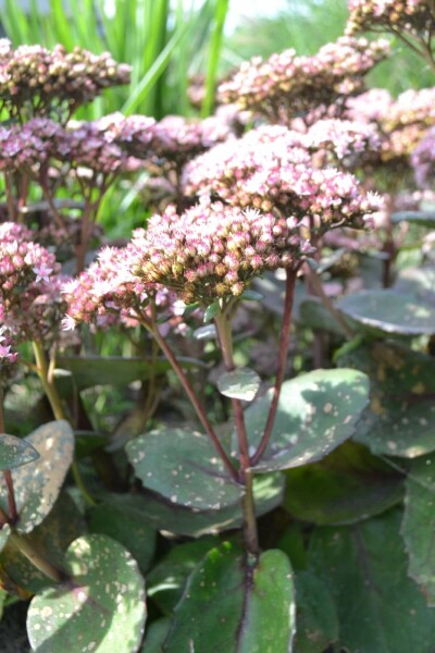 Vetkruid Sedum 'Matrona' 5-10 Pot P9