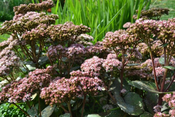 Vetkruid Sedum 'Matrona' 5-10 Pot P9