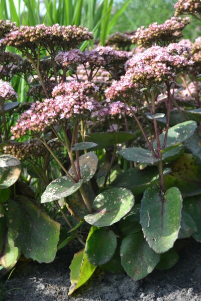 Vetkruid Sedum 'Matrona' 5-10 Pot P9