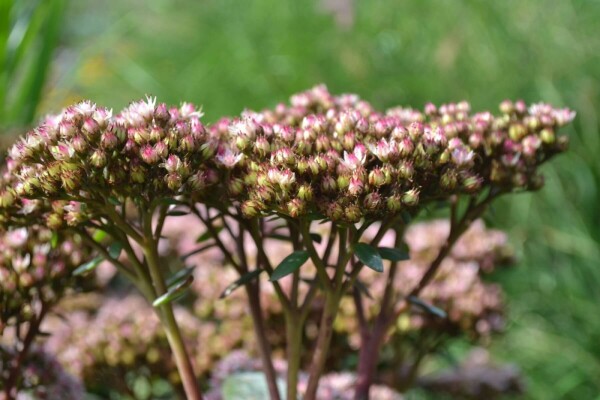 Vetkruid Sedum 'Matrona' 5-10 Pot P9