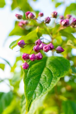 Kansenboom Clerodendrum trichotomum struik Clerodendrum trichotomum struik