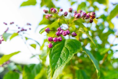 Kansenboom Clerodendrum trichotomum struik Clerodendrum trichotomum struik
