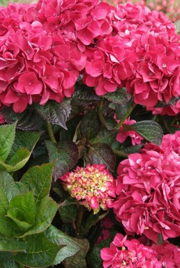 Bolhortensia Hydrangea macrophylla 'Merveille Sanguine' struik Hydrangea macrophylla 'Merveille Sanguine' struik