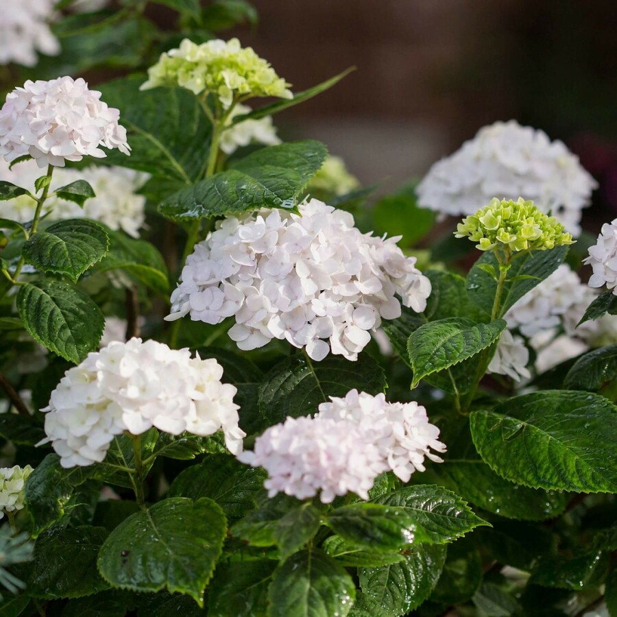 Endless Summer Hortensia Hydrangea macrophylla 'The Bride' struik 30-35 C5 Hydrangea macrophylla 'The Bride' struik 30-35 cm