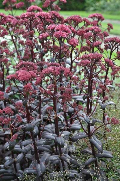 Vetkruid Sedum 'Purple Emperor' 10-15 Pot C2 Sedum 'Purple Emperor'