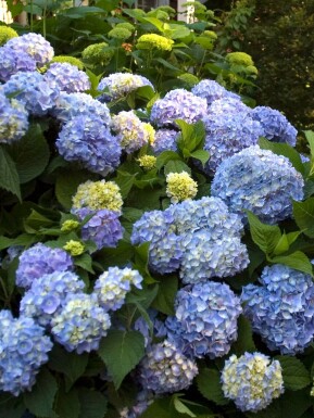 Endless Summer Hortensia Hydrangea macrophylla 'The Original Blue' struik Hydrangea macrophylla 'The Original Blue' struik