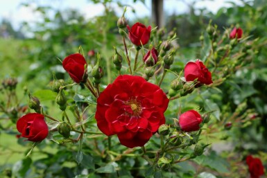 Rode roos Rosa 'Red Fairy' struik Rosa 'Red Fairy' struik