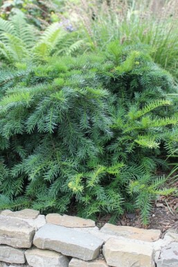 Kruipende venijnboom Taxus baccata 'Repandens' struik Taxus baccata 'Repandens' struik