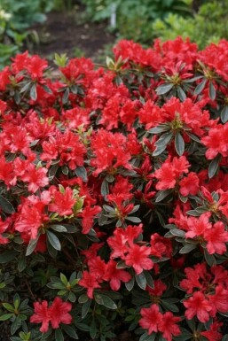 Japanse azalea Azalea japonica 'Hot Shot' struik Azalea japonica 'Hot Shot' struik