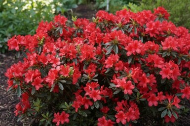 Japanse azalea Azalea japonica 'Hot Shot' struik Azalea japonica 'Hot Shot' struik