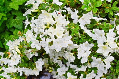 Azalea japonica 'Pleasant White'