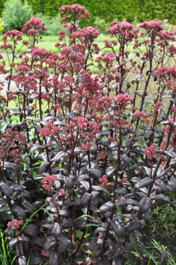 Vetkruid Sedum 'Purple Emperor' 5-10 Pot P9 Sedum 'Purple Emperor'