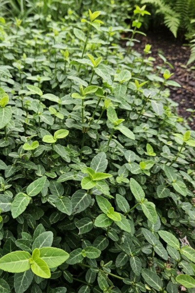 Euonymus fortunei var. radicans struik 25-30 cm