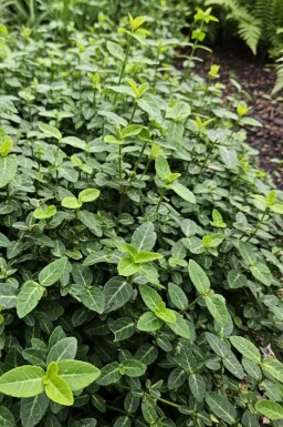 Japanse kardinaalsmuts Euonymus fortunei var. radicans struik Euonymus fortunei var. radicans struik