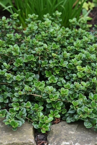 Dwergkamperfoelie Lonicera crassifolia 'Little Honey' struik Lonicera crassifolia 'Little Honey' struik