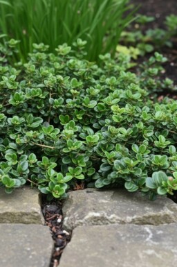 Lonicera crassifolia 'Little Honey' struik