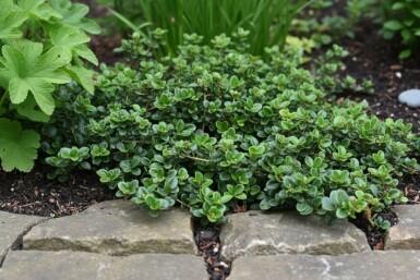 Lonicera crassifolia 'Little Honey' struik