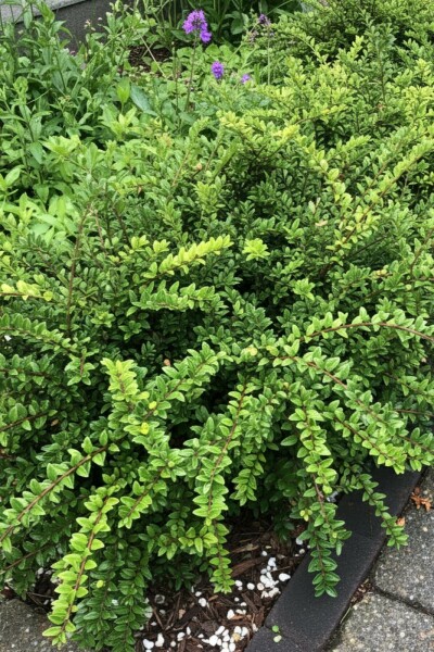 Lonicera nitida 'Maigrün' struik