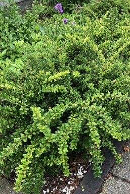 Chinese Kamperfoelie Lonicera nitida 'Maigrün' struik Lonicera nitida 'Maigrün' struik