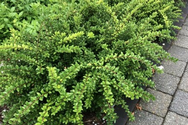 Chinese Kamperfoelie Lonicera nitida 'Maigrün' struik Lonicera nitida 'Maigrün' struik