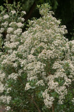 Olearia Olearia haastii struik Olearia haastii struik