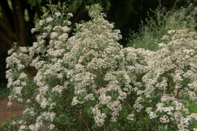 Olearia Olearia haastii struik Olearia haastii struik