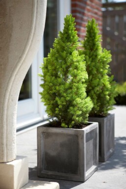 Dwergspar Picea glauca 'Conica Perfecta' struik Picea glauca 'Conica Perfecta'