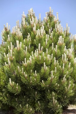 Bergden Pinus mugo struik Pinus mugo