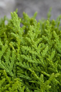 Levensboom Platycladus orientalis 'Aurea Nana' struik Platycladus orientalis 'Aurea Nana' struik