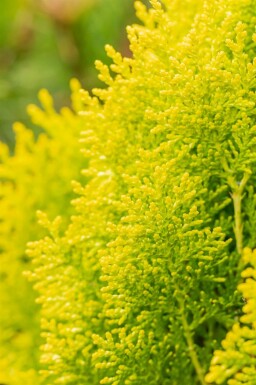 Levensboom Platycladus orientalis 'Aurea Nana' struik Platycladus orientalis 'Aurea Nana' struik