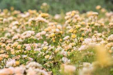 Gele roos Rosa 'Yellow Fairy' struik Rosa 'Yellow Fairy'