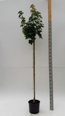 Acer platanoides 'Globosum' bolvorm