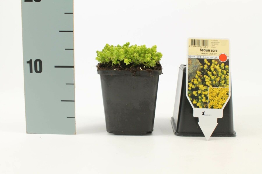 Muurpeper Sedum acre 'Yellow Queen' 5-10 Pot P9 Sedum acre 'Yellow Queen'